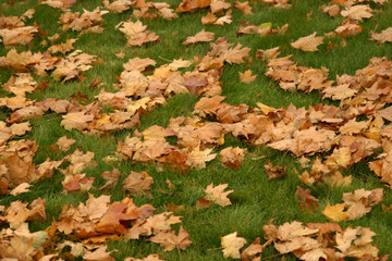 yellow leaves on green lawn