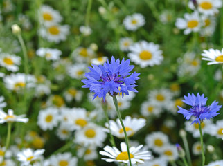 Cornflower