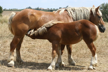poulain jument tétée