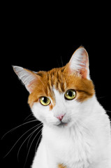 cute red and white cat on black background
