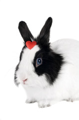 rabbit with red heart isolated