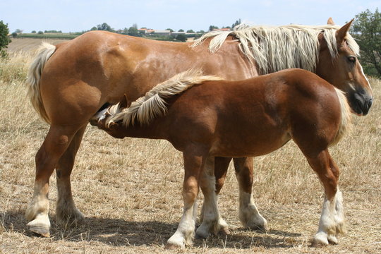 poulain jument t&eacute;t&eacute;e