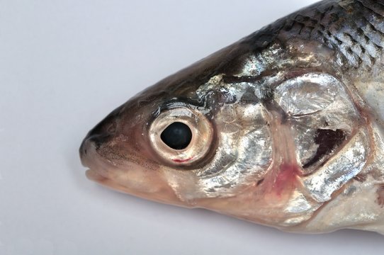 Fischkopf bilder – Bläddra bland 1,337 stockfoton, vektorer och videor ...