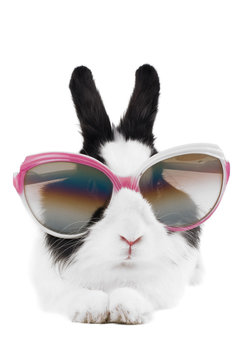 rabbit in sunglasses isolated