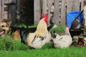 Rural landscape with farm animals.