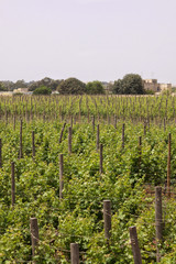 Fototapeta na wymiar Vineyard in Malta