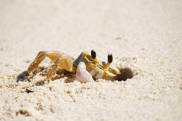 Ghost Crab