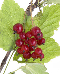 Berries of a red currant on a white background
