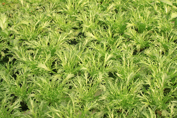 Obraz premium sonchus oleraceus