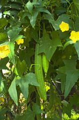 cucumber