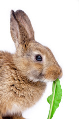 Obraz premium Cute little bunny