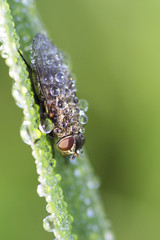 Fliege mit Tautropfen auf Grashalm