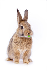 Cute little bunny