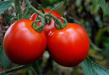 Growth Plant Tomato