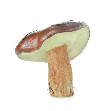 Annulated Boletus (Suillus)