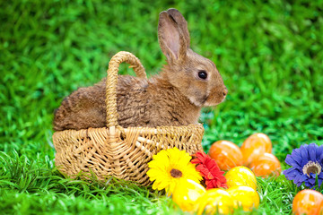 Cute little bunny
