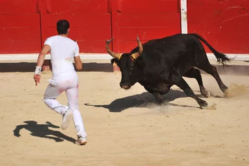 Aluminium Prints Bullfighting course camarguaise