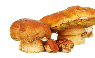 Fresh mashrooms