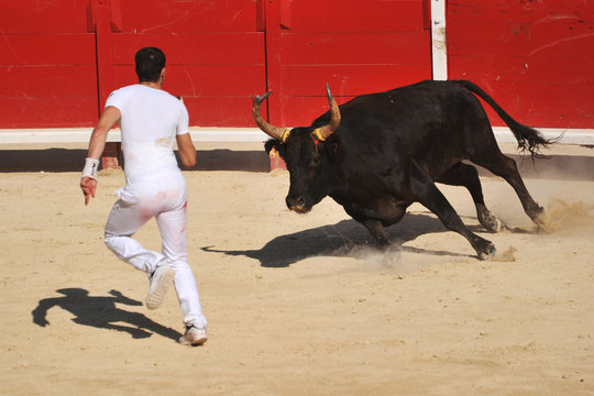 course camarguaise