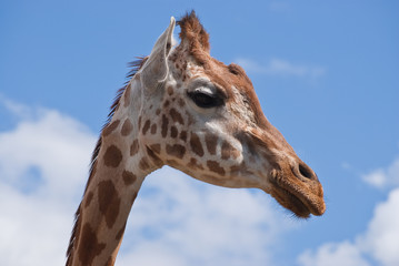 Tête de girafe - vue de profil
