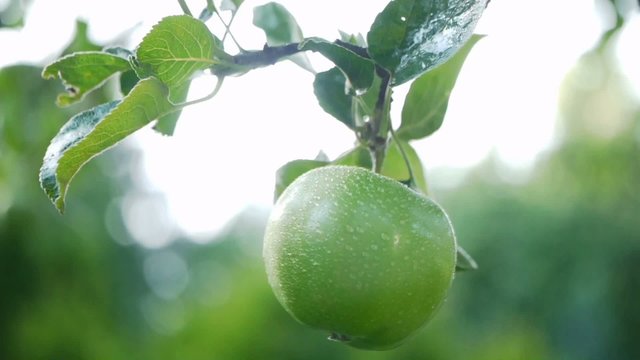Apple becomes Sprayed