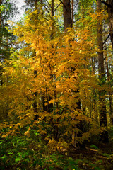 Fototapeta premium Yellow autumn rowan