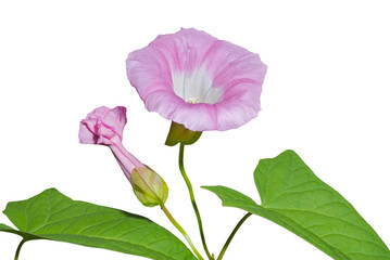 Flower of bindweed 1