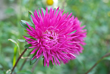 flower closeup