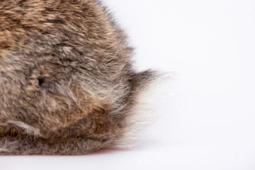 Obraz premium Cute little bunny