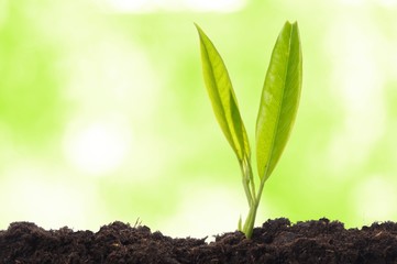 growth concept