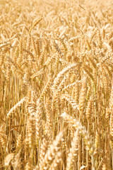 Full frame close up of wheat