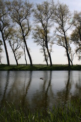 Bruges canal tree reflections portrait