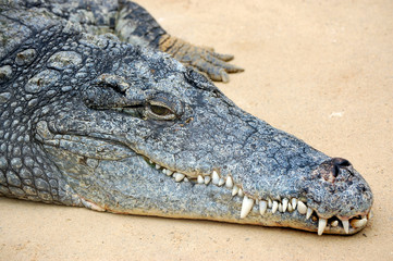 Crocodile