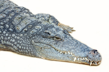 Crocodile at white background