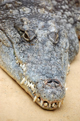 Crocodile close up vertical