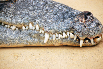 Crocodile teeth