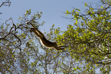 Howler monkey in pantanal, Brazil