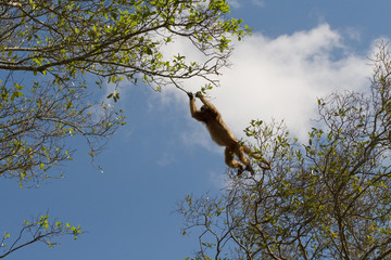 Leaping Howler monkey in pantanal, Brazil