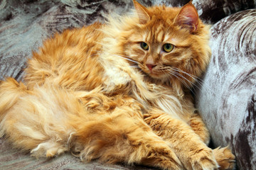 fluffy bobtail cat