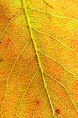 Obraz premium detail of an autumn leaf (pear tree)