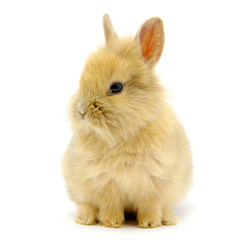 Obraz premium rabbit