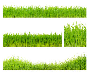 Different  grass