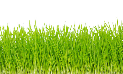 Fototapeta premium grass