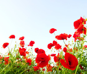 poppies © Alekss