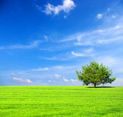 Fototapeta na wymiar field with tree