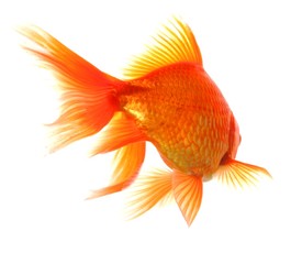 goldfish