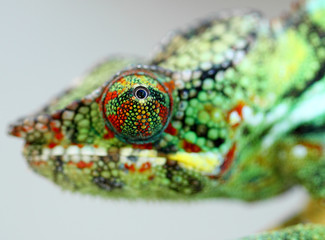 oeil de caméléon © Unclesam