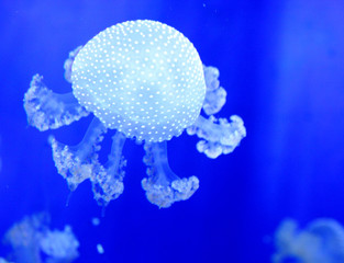 Fototapeta na wymiar medusa
