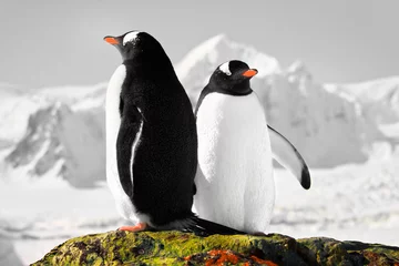 Foto auf Acrylglas Antarktis Zwei Pinguine träumen