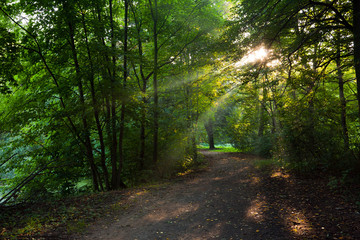 Obraz premium Wald am Morgen
